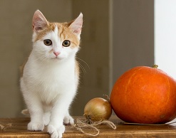 Ученые: котики лечат астму, а не провоцируют ее
