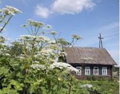 Дачников хотят штрафовать за борщевик в огороде