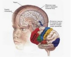 Физические упражнения делают мозг более пластичным