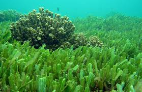 Британские ученые поймали инопланетную водоросль