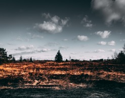 Житель Новосибирска случайно сжег шестьдесят дач