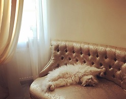 Ох бедняжка! Фанатов ужаснул вид кота Волочковой