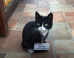 Котик не может работать в магазине, у него же лапки