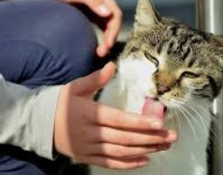 Пушистые убийцы: кошки могут быть смертельно опасны