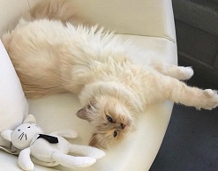 Кошка может стать наследницей Лагерфельда