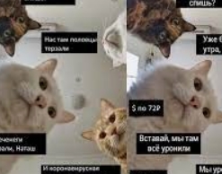 Мем о котах "Мы всё уронили" станет товарным знаком