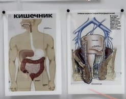 Эмоции зависят от содержимого кишечника